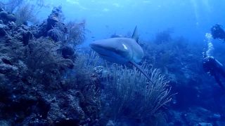 aggressor.00_03_05_07.still022